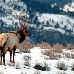 Por irresponsabilidad de un hombre y su dron se genera estampida de 1500 ciervos