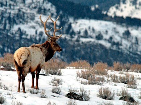 Por irresponsabilidad de un hombre y su dron se genera estampida de 1500 ciervos