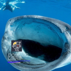 NASA, para salvar al tiburón más grande del mundo