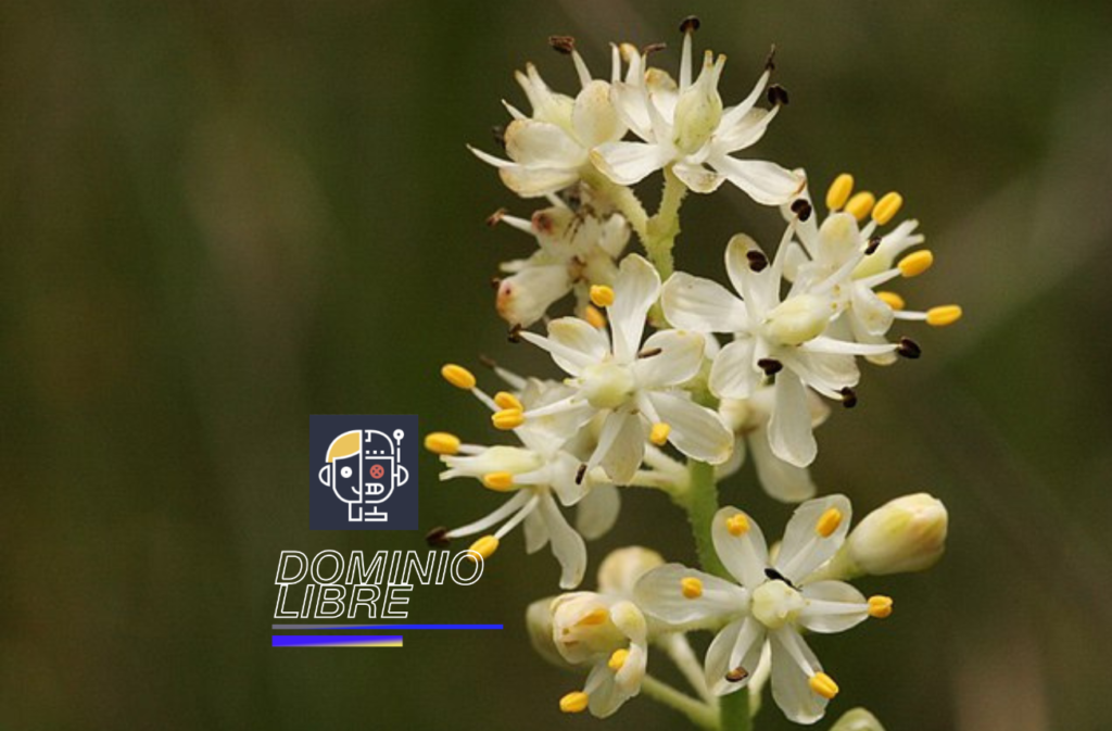 Planta carnívora que utiliza una enzima para desintegrar sus presas