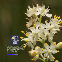 Planta carnívora que utiliza una enzima para desintegrar sus presas