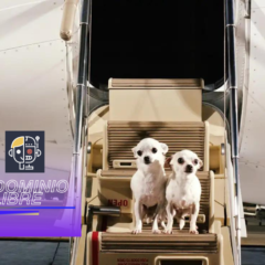 Bark, el nuevo servicio aéreo para perros, despega