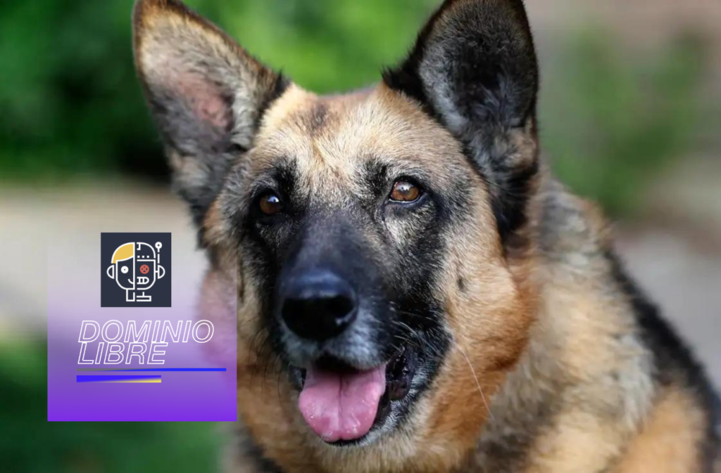 Los investigadores utilizan IA para decodificar el lenguaje secreto de los ladridos de los perros.