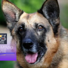 Los investigadores utilizan IA para decodificar el lenguaje secreto de los ladridos de los perros.